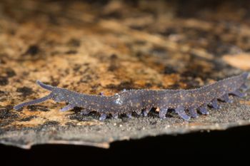Media type: image;   Invertebrate Zoology 144608